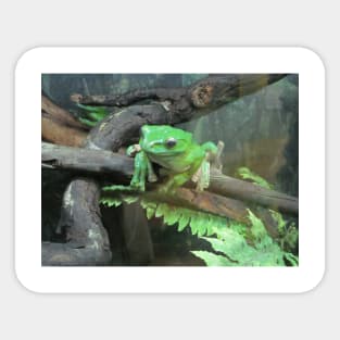 Green frog, photography. Sticker